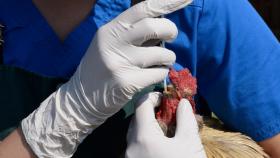 В Европе резко выросло число вспышек Ньюкалской болезни